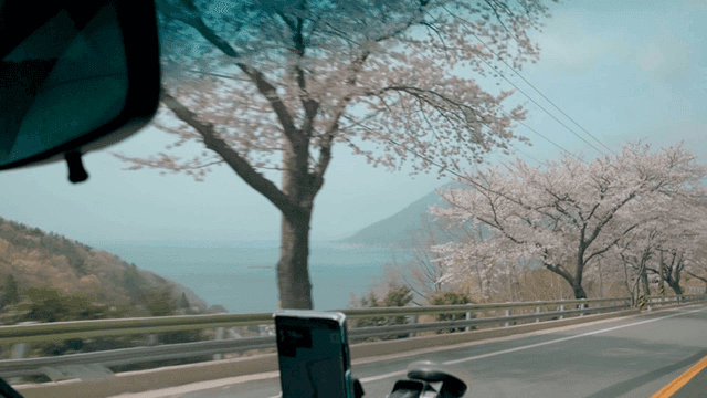Driving along coastal road lined with beautiful cherry blossoms