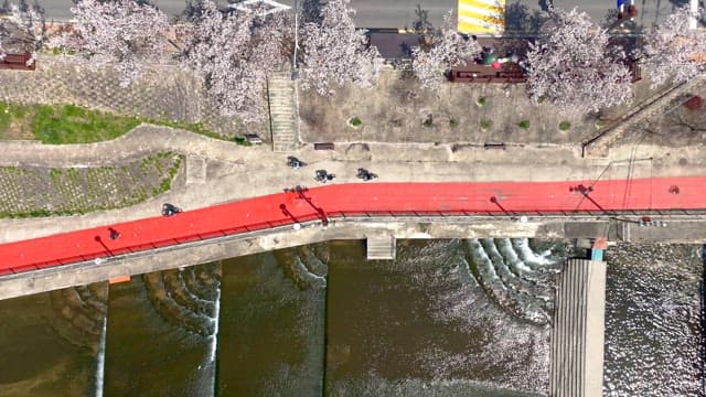 Cyclists on a riverside path with cherry blossoms