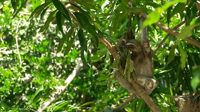 Sloth resting on a tree branch