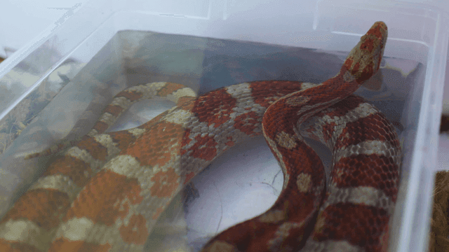 Snake resting in plastic container filled with water