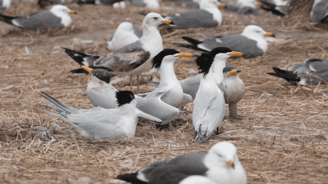 Group of seabirds resting on the ground
