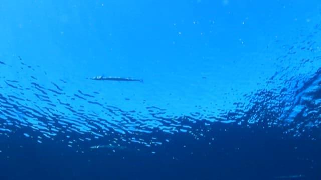 바닷속을 헤엄치는 은빛 물고기