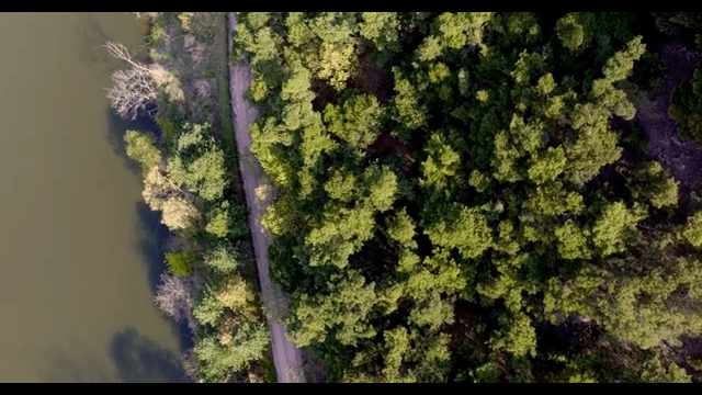 Serene forest with a winding road