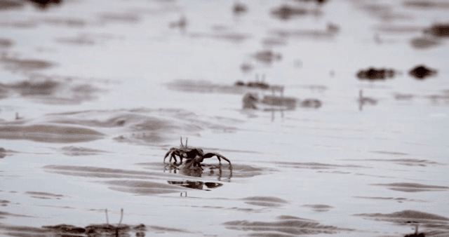 Crabs moving on a muddy shore