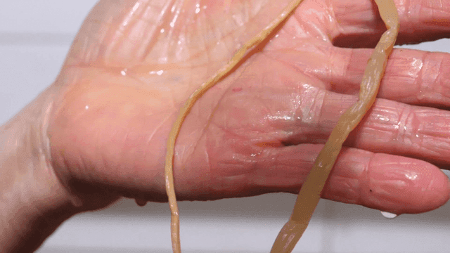 Boiled sweet potato stems placed on hand