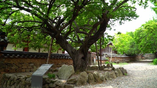 전통 한옥 마을에 세워진 잎이 무성한 커다란 고목