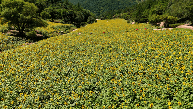 Sunflower field under clear sky