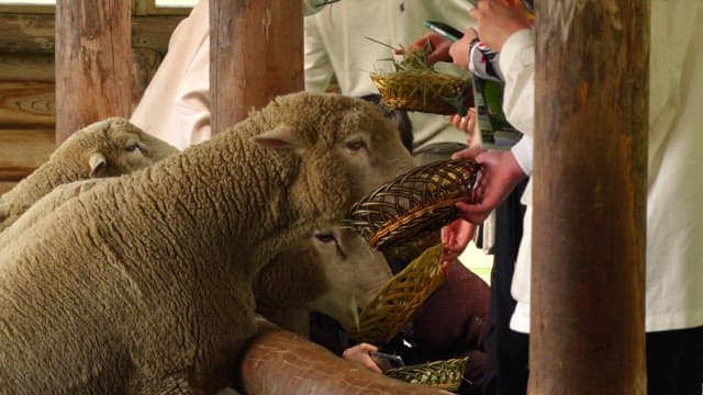 Sheep in the barn eating food provided by visitors