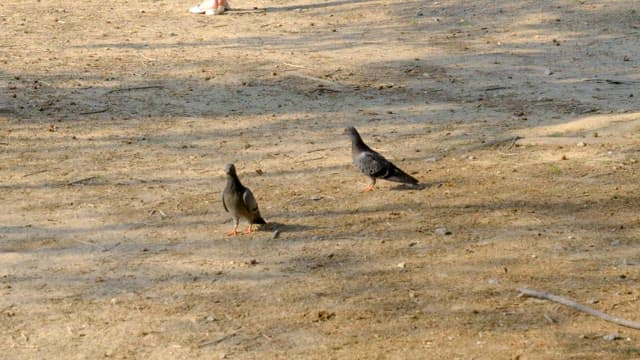 햇빛이 비치는 흙길을 걷는 비둘기들