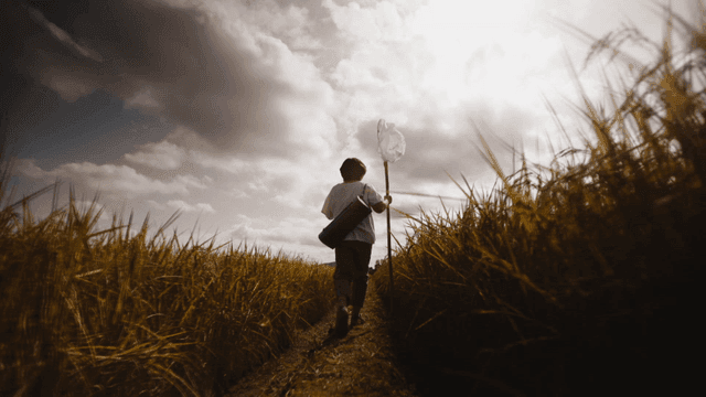 A child walking through a rice field