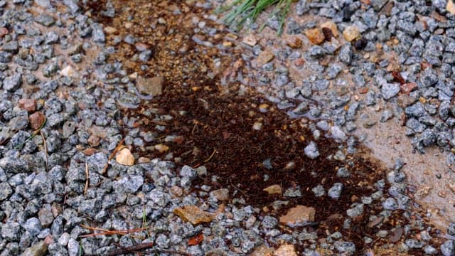 흩어진 잔디와 젖은 자갈과 흙