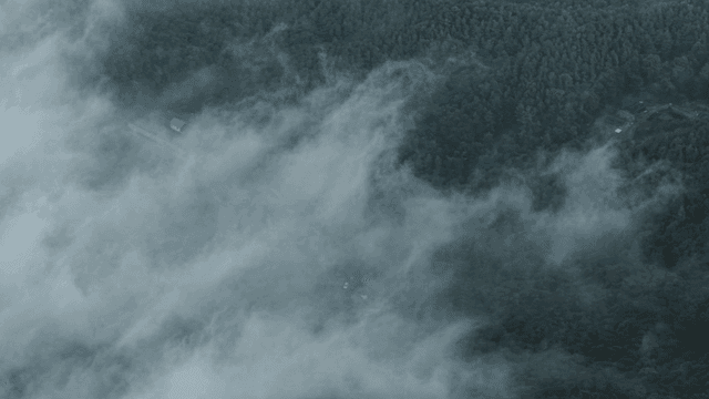 짙은 안개 속 숲 풍경