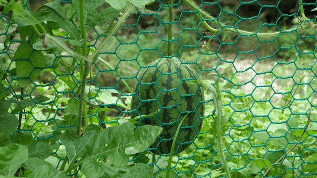 Watermelon growing behind a green fence
