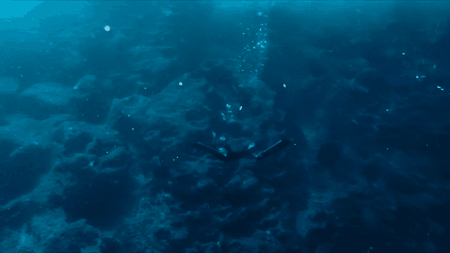 Diver exploring underwater marine life