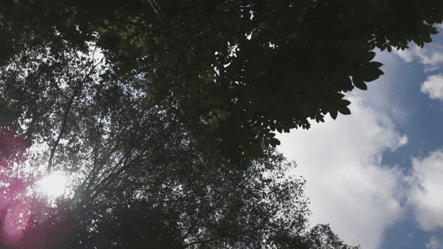 Sunlight filtering through forest leaves