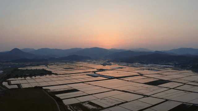 넓은 논 위로 지는 해