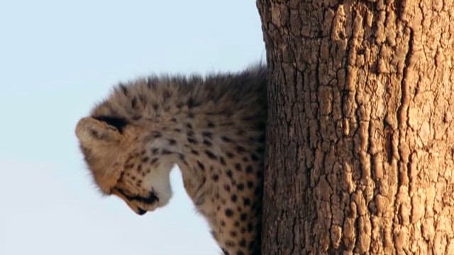 Cheetah Cub Peering Behind Tree