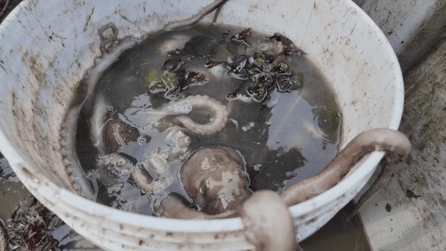 Octopus in a bucket with seaweed