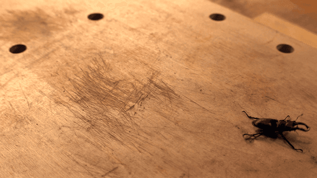 나무 표면 위의 사슴벌레