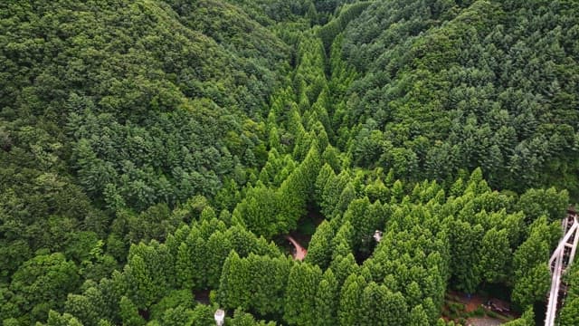 울창한 푸른 나무들이 가득한 우거진 숲