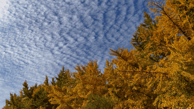 구름 낀 하늘 아래 가을 나무들