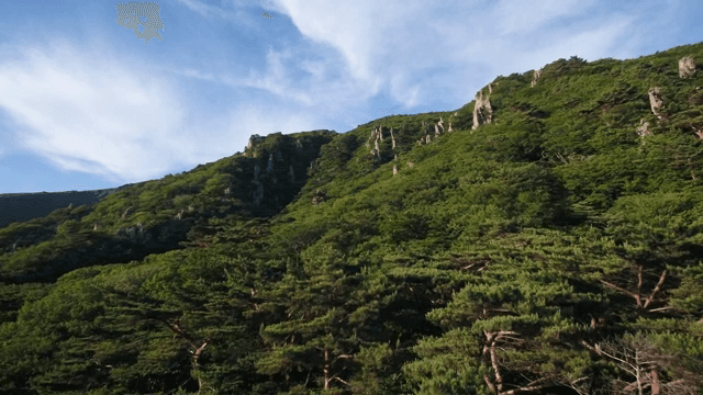 Green forest under a clear sky