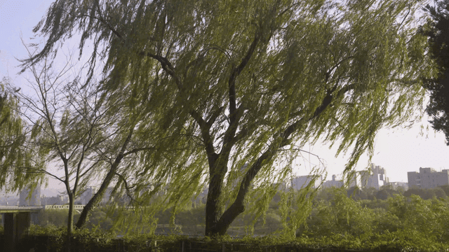 Large willow in park