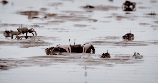 진흙 해안에서 움직이는 게들