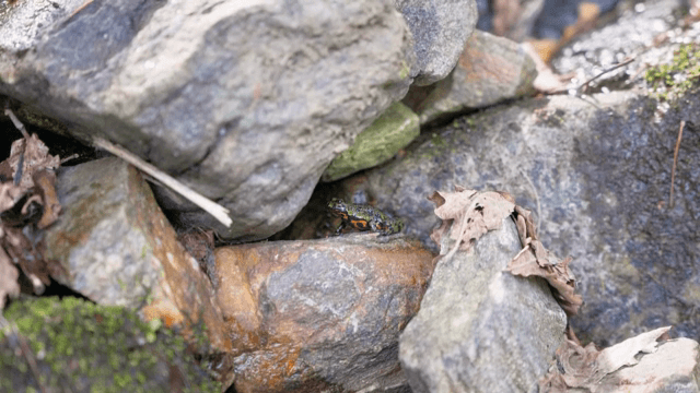 바위와 낙엽 사이의 화려한 개구리
