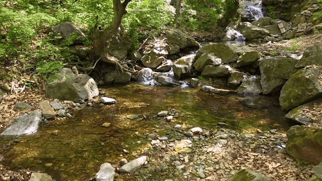 바위가 있는 고요한 숲 속 개울