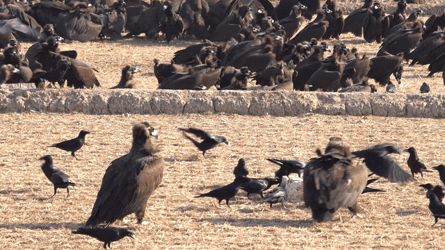 Many vultures and crows gathered in field feeding on carcass.