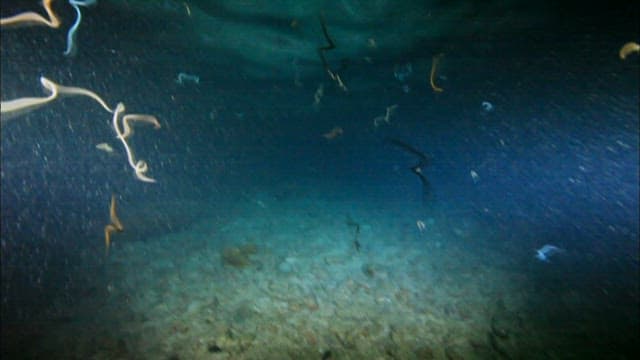 해양 생물이 있는 고요한 수중 풍경