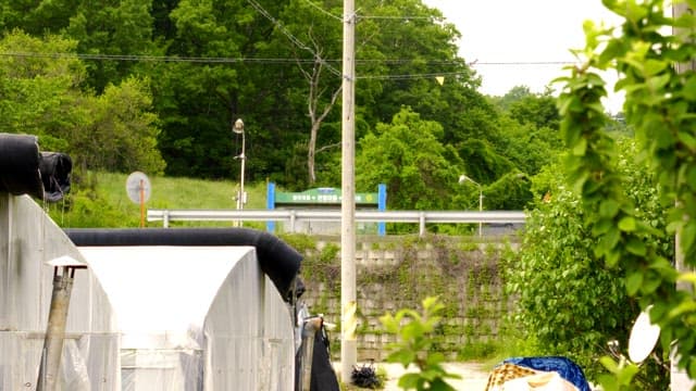 차들이 지나다니는 시골 도로변에 있는 비닐하우스와 나무들