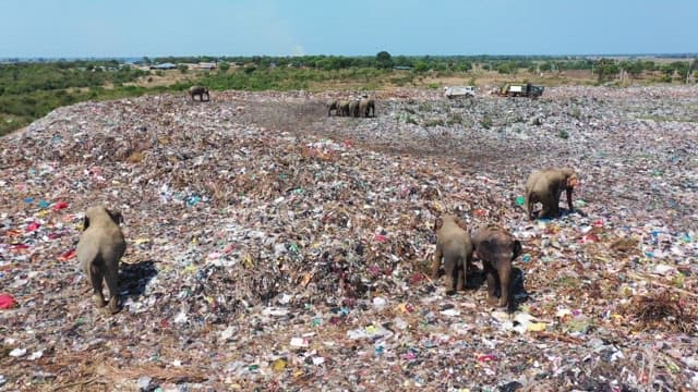 Elephants foraging in a large landfill