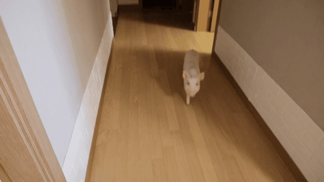 복도를 걷는 작은 돼지