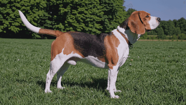 Beagle standing on grass