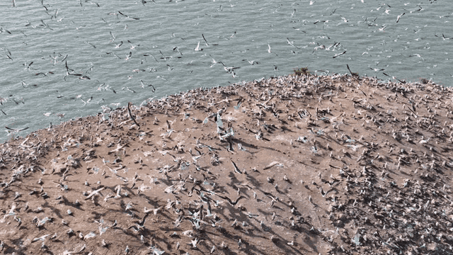 Person observing seagulls by the sea