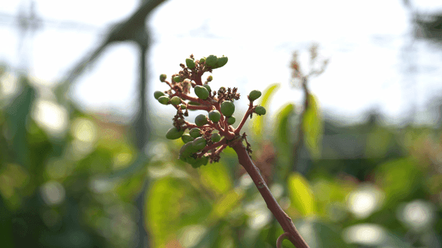 Close-up of young green grapes on a vine