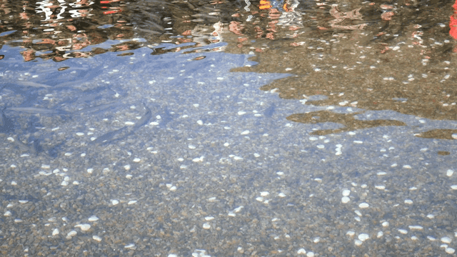 Clear water where fish swim