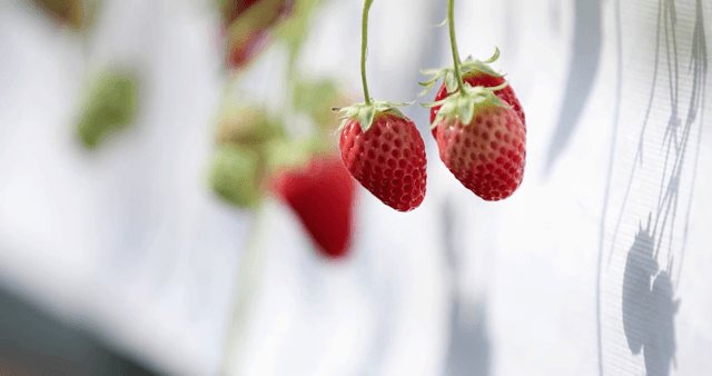 덩굴에 매달린 잘 익은 딸기