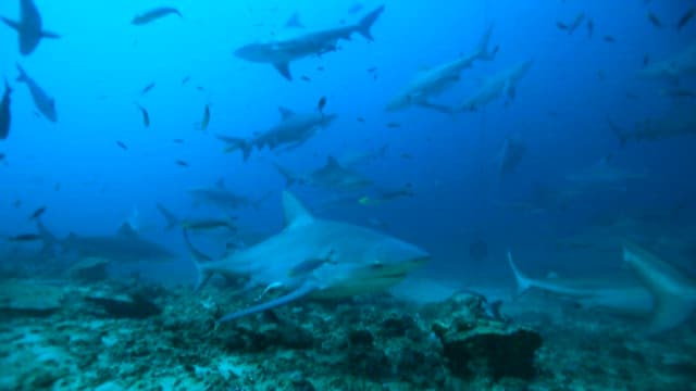 Sharks swimming gracefully through ocean depths