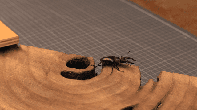 나무 표면 위의 사슴벌레