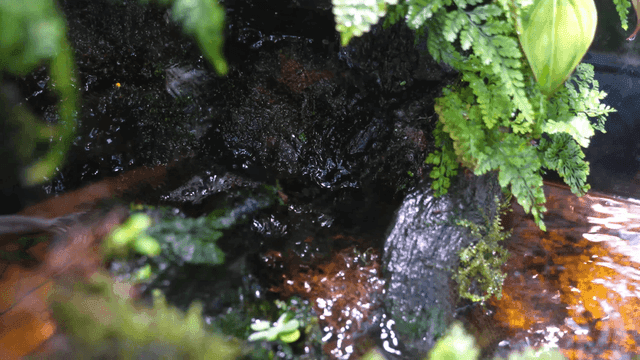 Small stream flowing between rocks and plants