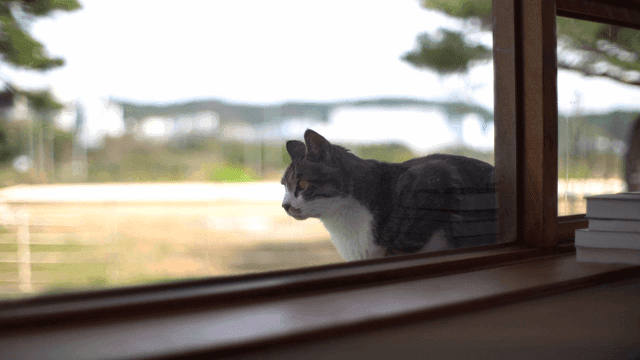 창밖에 앉아 있는 고양이