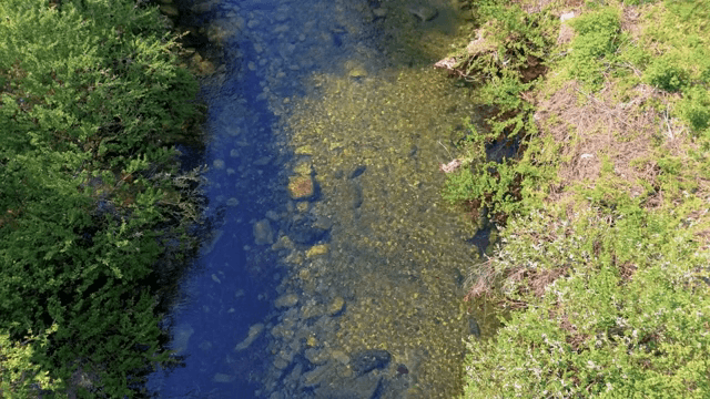 푸른 초목 사이로 흐르는 맑은 강