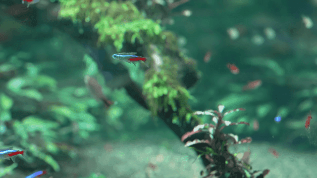 수족관에서 헤엄치는 화려한 열대어