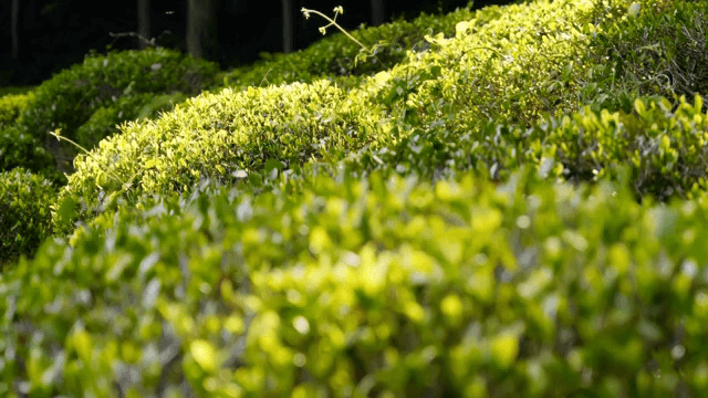 Lush green tea fields under sunlight