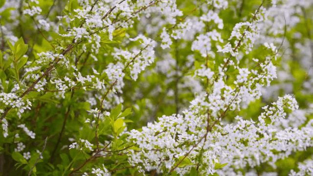 초록 가지에 핀 하얀 꽃