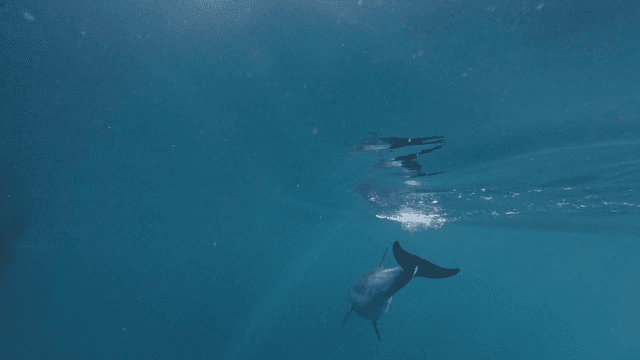 Dolphins swimming gracefully underwater