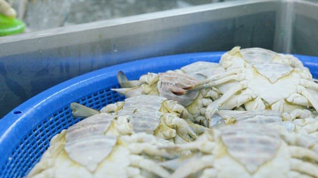 시장에서 파는 신선한 게가 담긴 파란 바구니